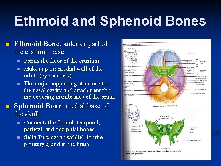 Ethmoid and Sphenoid Bones n Ethmoid Bone: anterior part of the cranium base n Ethmoid and Sphenoid Bones n Ethmoid Bone: anterior part of the cranium base n