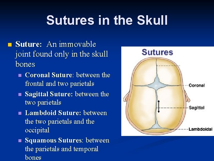 Sutures in the Skull n Suture: An immovable joint found only in the skull Sutures in the Skull n Suture: An immovable joint found only in the skull