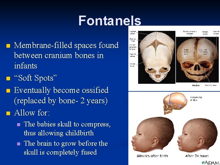 Fontanels n n Membrane-filled spaces found between cranium bones in infants “Soft Spots” Eventually Fontanels n n Membrane-filled spaces found between cranium bones in infants “Soft Spots” Eventually
