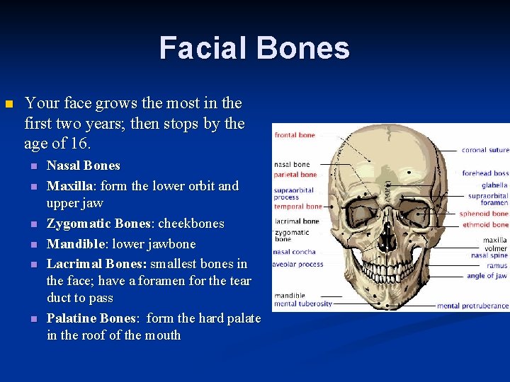 Facial Bones n Your face grows the most in the first two years; then Facial Bones n Your face grows the most in the first two years; then