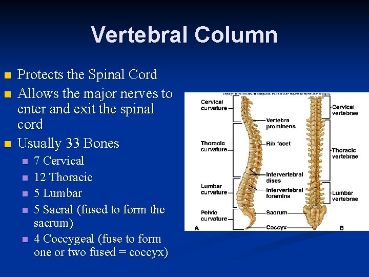 Vertebral Column n Protects the Spinal Cord Allows the major nerves to enter and Vertebral Column n Protects the Spinal Cord Allows the major nerves to enter and