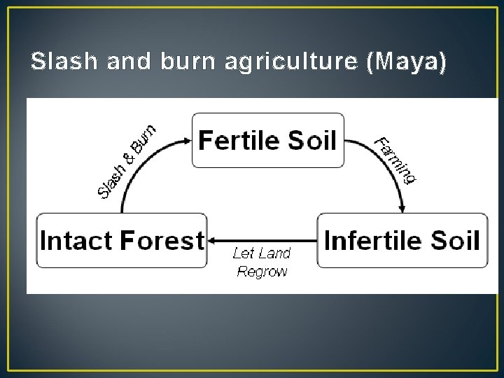 Slash and burn agriculture (Maya) 