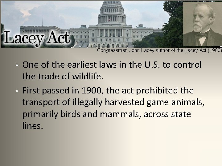Lacey Act Congressman John Lacey author of the Lacey Act (1900) © One of