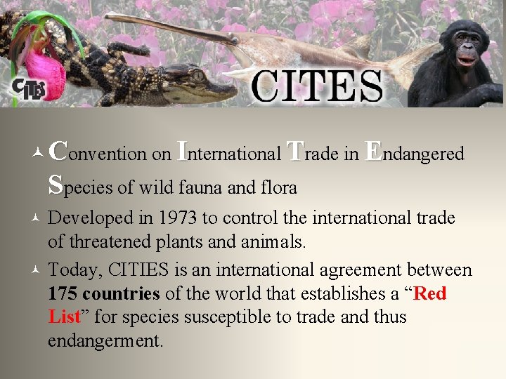 CITES © Convention on International Trade in Endangered Species of wild fauna and flora