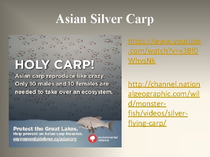 Asian Silver Carp https: //www. youtube. com/watch? v=x 3 Bf 0 Whvs. Nk http: