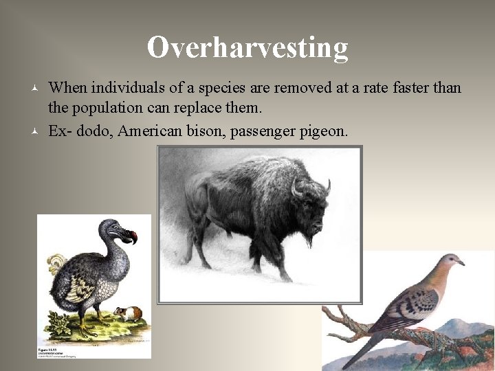 Overharvesting © © When individuals of a species are removed at a rate faster