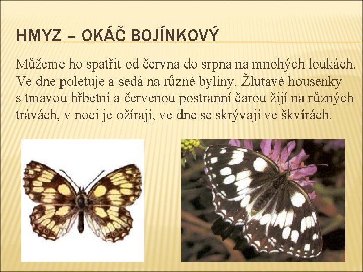 HMYZ – OKÁČ BOJÍNKOVÝ Můžeme ho spatřit od června do srpna na mnohých loukách.