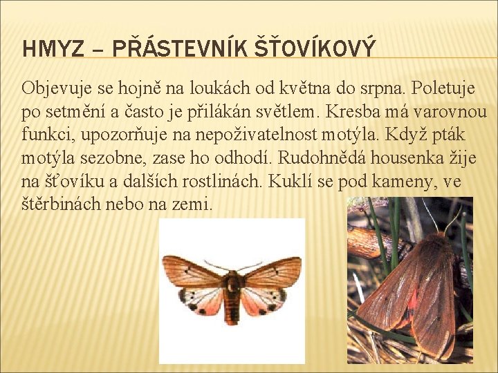 HMYZ – PŘÁSTEVNÍK ŠŤOVÍKOVÝ Objevuje se hojně na loukách od května do srpna. Poletuje