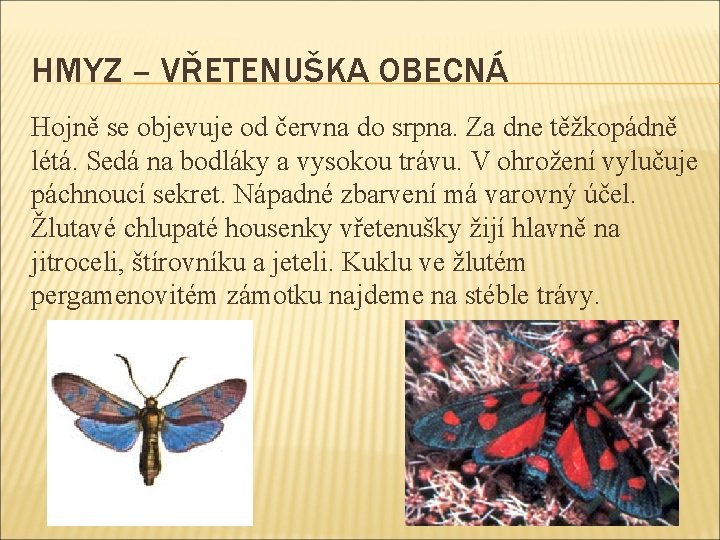 HMYZ – VŘETENUŠKA OBECNÁ Hojně se objevuje od června do srpna. Za dne těžkopádně