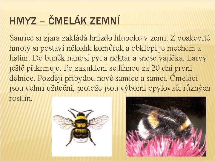 HMYZ – ČMELÁK ZEMNÍ Samice si zjara zakládá hnízdo hluboko v zemi. Z voskovité