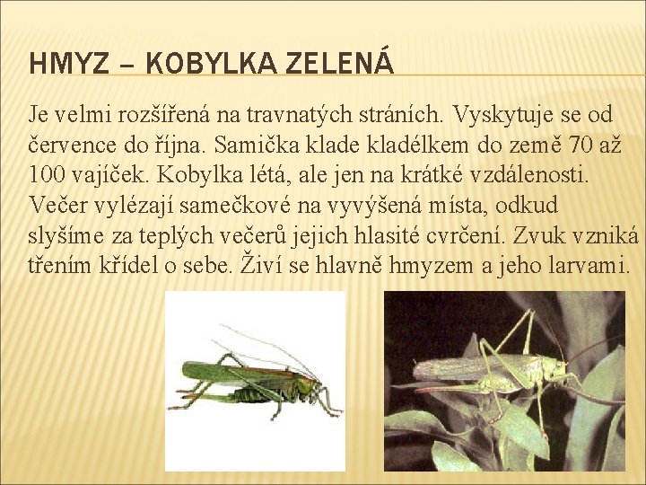 HMYZ – KOBYLKA ZELENÁ Je velmi rozšířená na travnatých stráních. Vyskytuje se od července