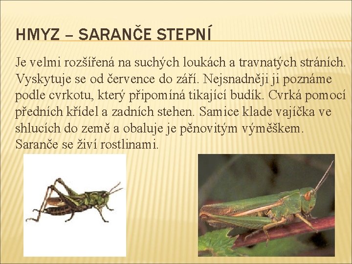 HMYZ – SARANČE STEPNÍ Je velmi rozšířená na suchých loukách a travnatých stráních. Vyskytuje