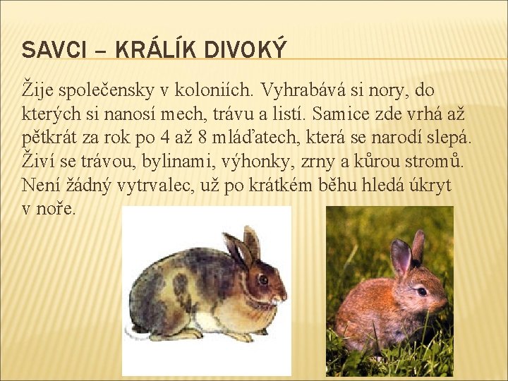 SAVCI – KRÁLÍK DIVOKÝ Žije společensky v koloniích. Vyhrabává si nory, do kterých si