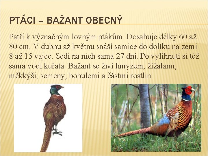 PTÁCI – BAŽANT OBECNÝ Patří k význačným lovným ptákům. Dosahuje délky 60 až 80