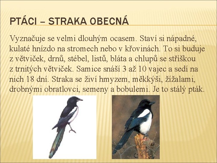 PTÁCI – STRAKA OBECNÁ Vyznačuje se velmi dlouhým ocasem. Staví si nápadné, kulaté hnízdo