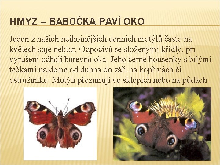 HMYZ – BABOČKA PAVÍ OKO Jeden z našich nejhojnějších denních motýlů často na květech