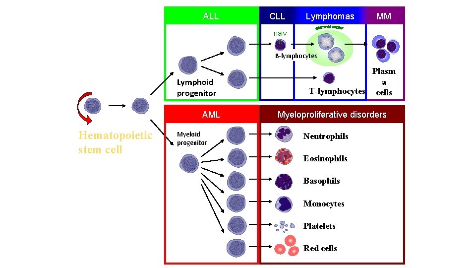 ALL CLL Lymphomas MM naïv e B-lymphocytes Lymphoid progenitor AML Hematopoietic stem cell Myeloid