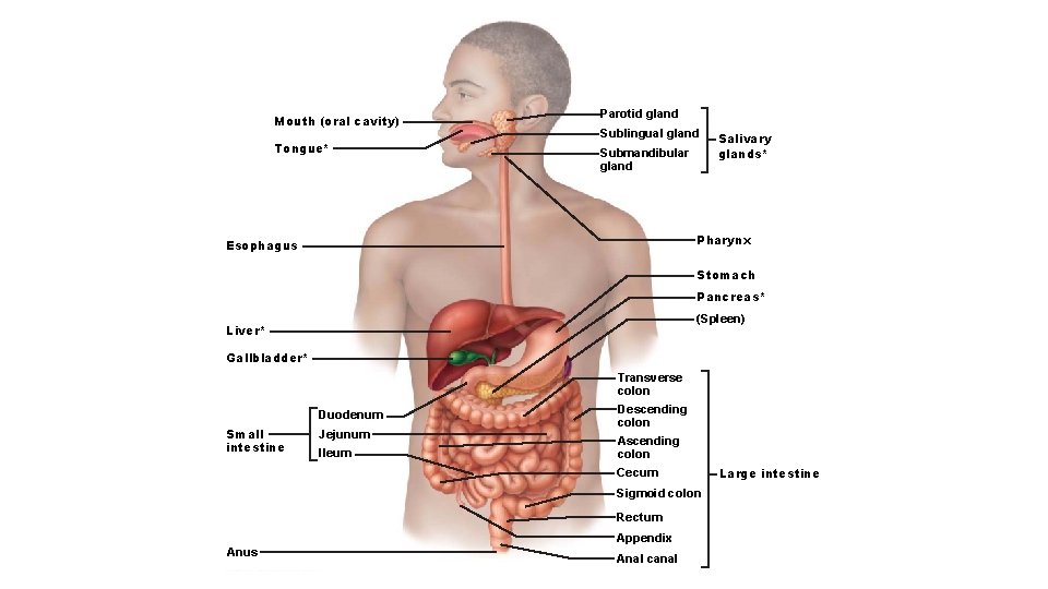 Mouth (oral cavity) Tongue* Parotid gland Sublingual gland Submandibular gland Salivary glands* Pharynx Esophagus
