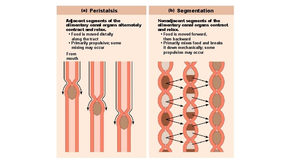 Peristalsis Adjacent segments of the alimentary canal organs alternately contract and relax. • Food