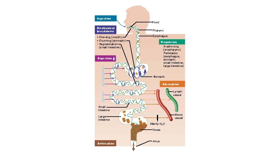 Ingestion Food Mechanical breakdown • Chewing (mouth) • Churning (stomach) • Segmentation (small intestine)