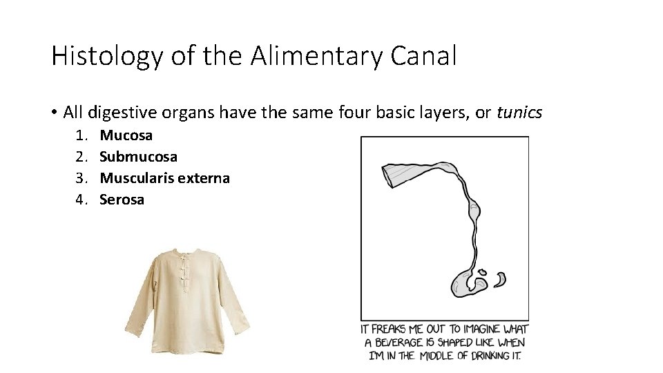 Histology of the Alimentary Canal • All digestive organs have the same four basic