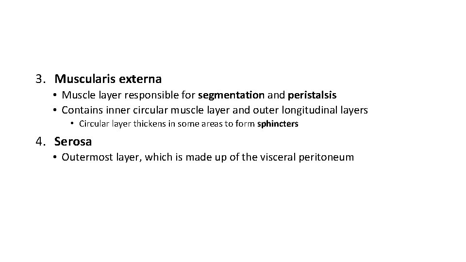 3. Muscularis externa • Muscle layer responsible for segmentation and peristalsis • Contains inner