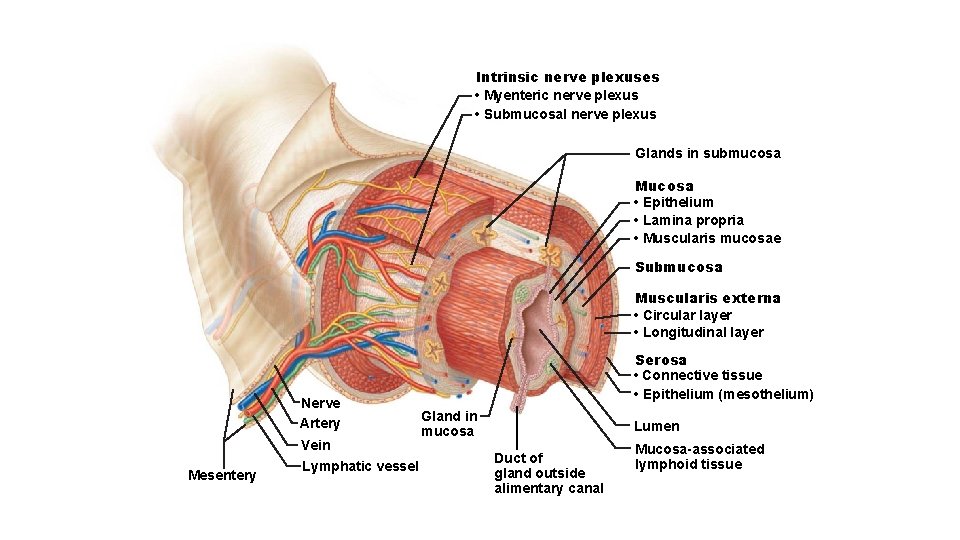 Intrinsic nerve plexuses • Myenteric nerve plexus • Submucosal nerve plexus Glands in submucosa