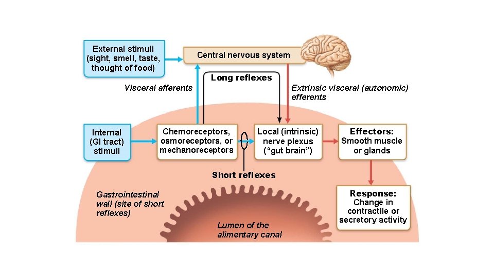 External stimuli (sight, smell, taste, thought of food) Central nervous system Long reflexes Visceral