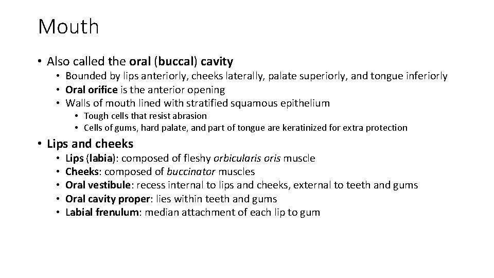 Mouth • Also called the oral (buccal) cavity • Bounded by lips anteriorly, cheeks