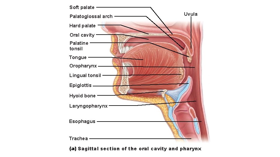 Soft palate Palatoglossal arch Uvula Hard palate Oral cavity Palatine tonsil Tongue Oropharynx Lingual