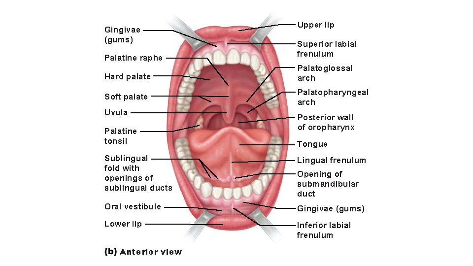 Gingivae (gums) Upper lip Palatine raphe Superior labial frenulum Hard palate Palatoglossal arch Soft
