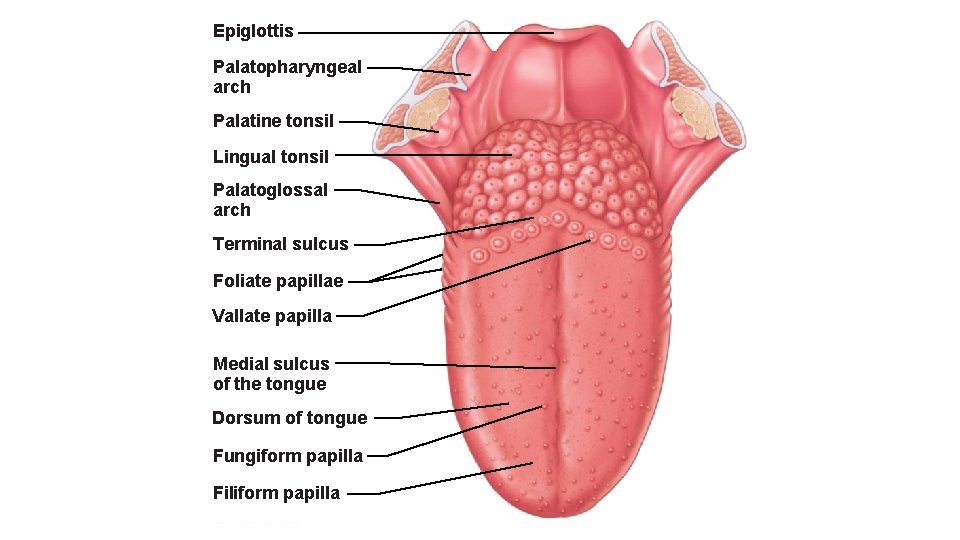 Epiglottis Palatopharyngeal arch Palatine tonsil Lingual tonsil Palatoglossal arch Terminal sulcus Foliate papillae Vallate