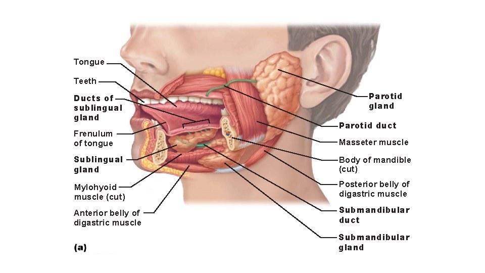 Tongue Teeth Ducts of sublingual gland Frenulum of tongue Parotid gland Parotid duct Masseter
