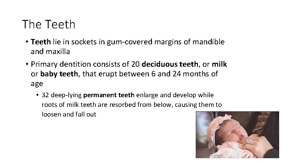 The Teeth • Teeth lie in sockets in gum-covered margins of mandible and maxilla