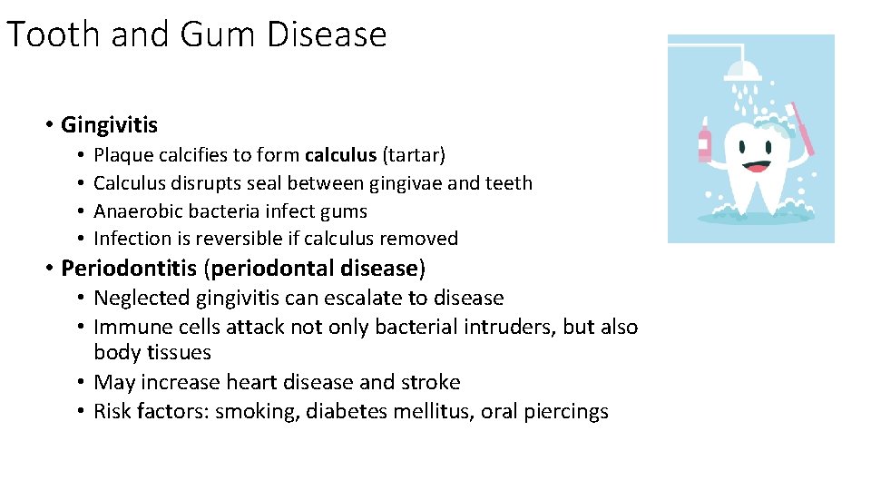 Tooth and Gum Disease • Gingivitis • • Plaque calcifies to form calculus (tartar)