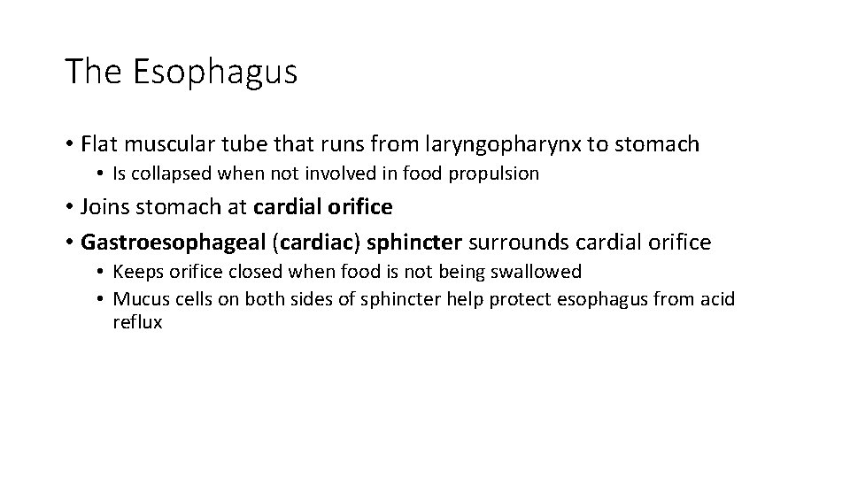 The Esophagus • Flat muscular tube that runs from laryngopharynx to stomach • Is