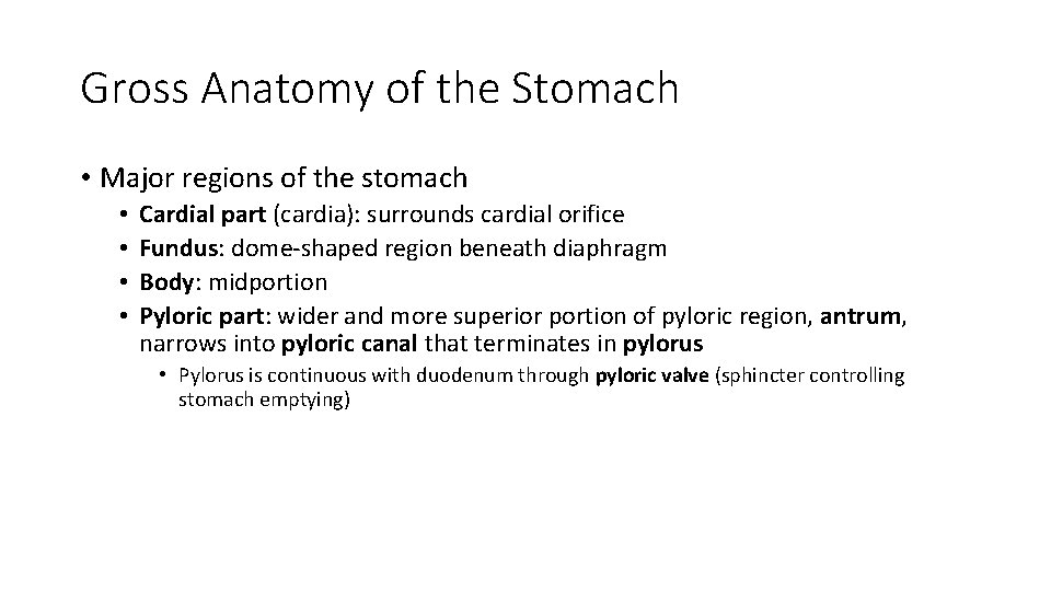 Gross Anatomy of the Stomach • Major regions of the stomach • • Cardial