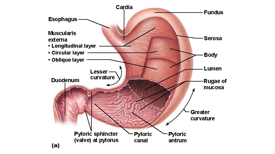 Cardia Fundus Esophagus Muscularis externa • Longitudinal layer • Circular layer • Oblique layer