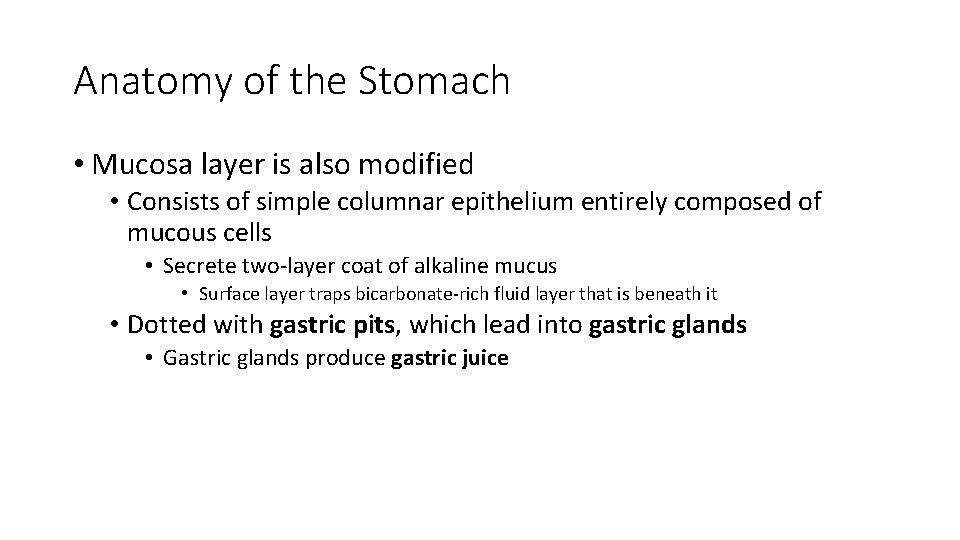 Anatomy of the Stomach • Mucosa layer is also modified • Consists of simple