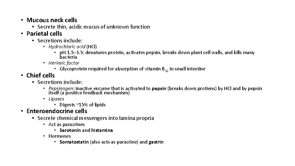  • Mucous neck cells • Secrete thin, acidic mucus of unknown function •