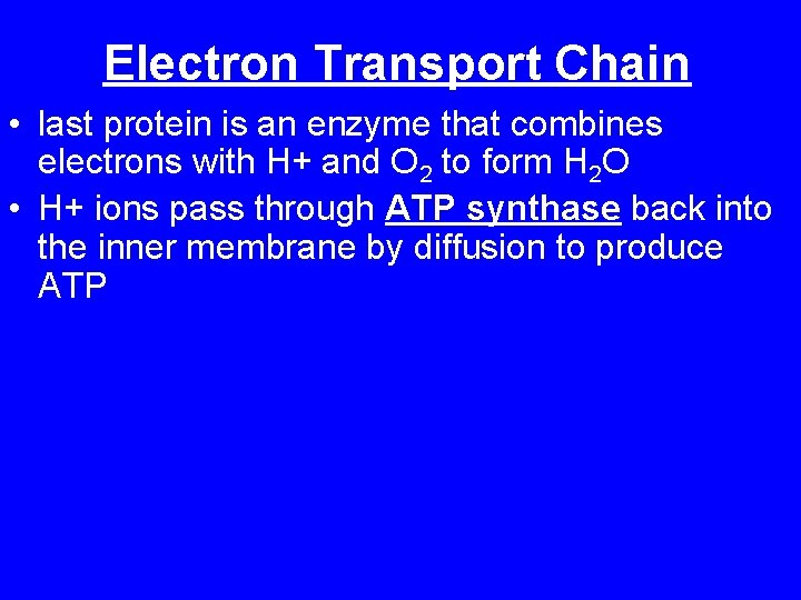 Electron Transport Chain • last protein is an enzyme that combines electrons with H+
