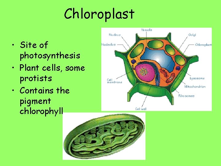 Chloroplast • Site of photosynthesis • Plant cells, some protists • Contains the pigment