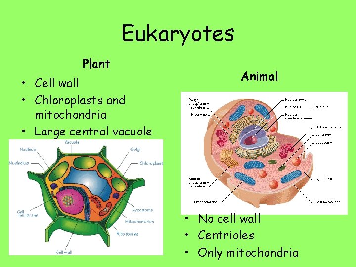 Eukaryotes Plant • Cell wall • Chloroplasts and mitochondria • Large central vacuole Animal