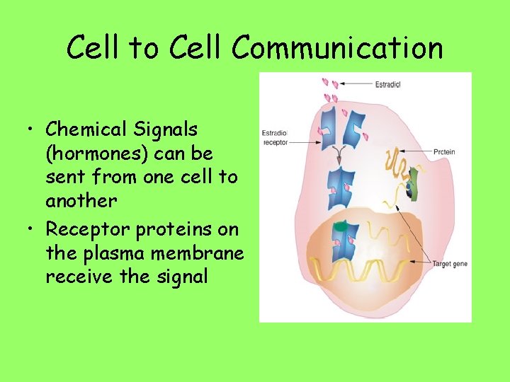Cell to Cell Communication • Chemical Signals (hormones) can be sent from one cell