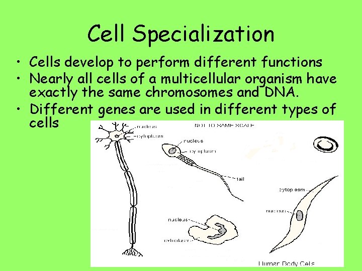 Cell Specialization • Cells develop to perform different functions • Nearly all cells of