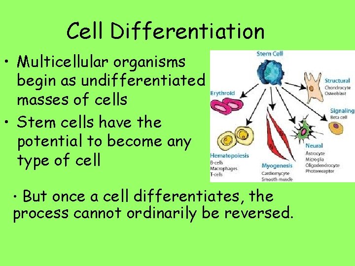 Cell Differentiation • Multicellular organisms begin as undifferentiated masses of cells • Stem cells