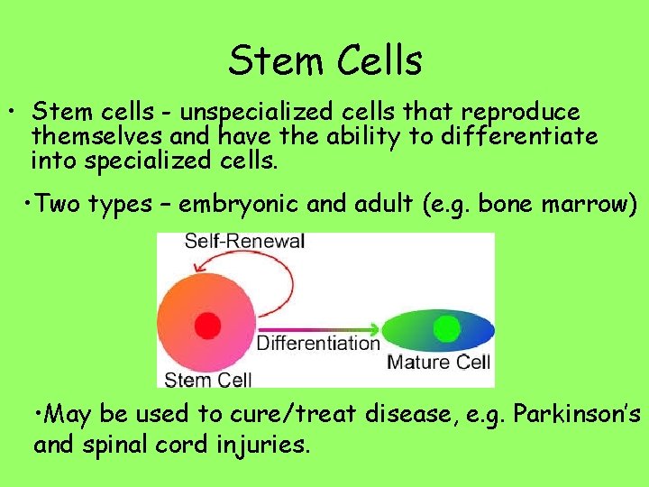 Stem Cells • Stem cells - unspecialized cells that reproduce themselves and have the