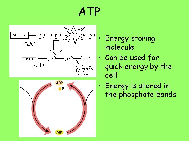 ATP • Energy storing molecule • Can be used for quick energy by the