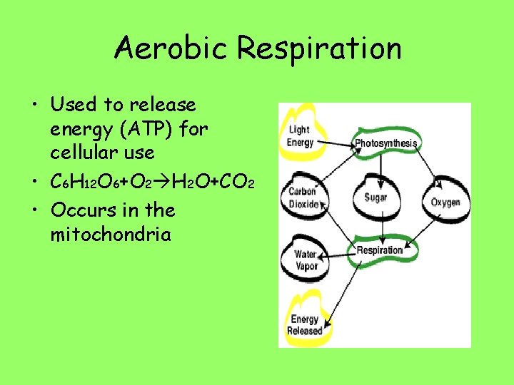 Aerobic Respiration • Used to release energy (ATP) for cellular use • C 6