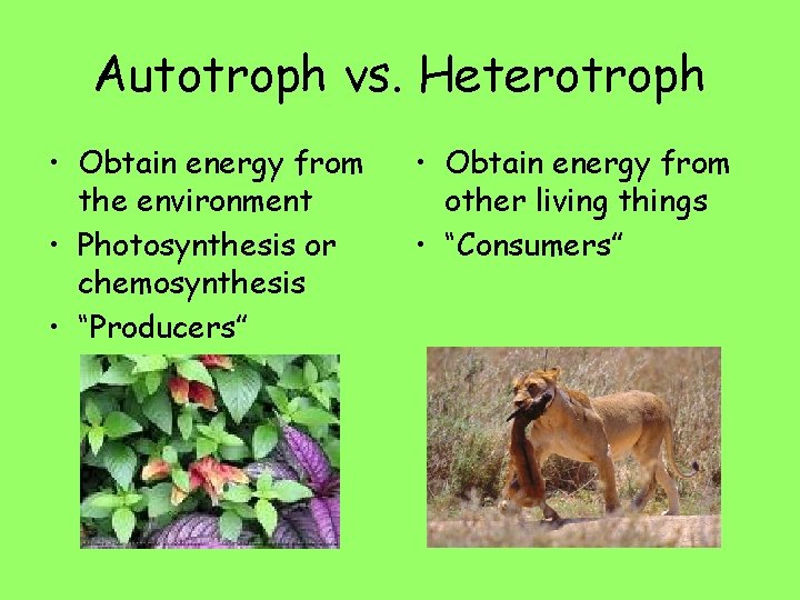 Autotroph vs. Heterotroph • Obtain energy from the environment • Photosynthesis or chemosynthesis •